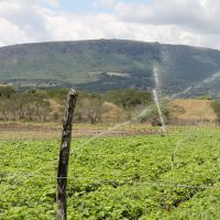 Os agricultores dos perímetros irrigados tem assistência técnica da Cohidro
