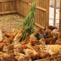 Os agricultores dos perímetros irrigados tem assistência técnica da Cohidro