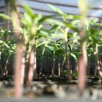 oferta de água nos perímetros ainda abre espaço para agricultores desenvolverem novos negócios, como a produção de mudas - foto Bruno Noz