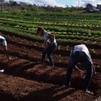 Estudantes do Dom José Brandão praticam nas hortas comunitárias da Cohidro - foto: Tito Reis