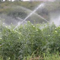 Água voltou com toda força para irrigar os quiabos de Antônio do Vale (Foto: Ascom/Cohidro)