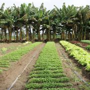 No Perímetro Piauí a produção orgância tem destaque - foto Ascom-Cohidro