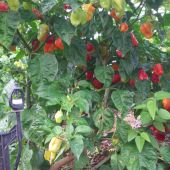 A pimenta dorset naga também é produzida no Perímetro Califórnia - Foto: acervo Tito Reis