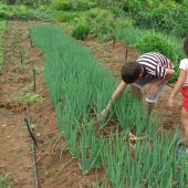 O espaço cultivado no Califórnia oferece toda a segurança para manusear a terra e os alimentos, pois não se usa agrotóxicos - Foto: acervo Tito Reis
