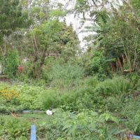 Ervas-medicinais-no-perímetro-irrigado-Piauí-em-Lagarto - Foto: Ascom/Cohidro