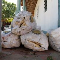 Batata-doce é um dos principais produtos entregues por Jodeclan Silva - Foto AScom-Cohidro - Fotos: Ascom/Cohidro