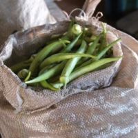 A qualidade dos alimentos entregues pelos produtores tem surpreendido as entidades receptoras - Fotos: Ascom/Cohidro