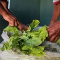 A qualidade dos alimentos entregues pelos produtores tem surpreendido as entidades receptoras - Fotos: Ascom/Cohidro