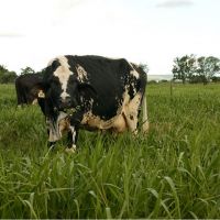 Vacas de leite tem fatura de pasto no sistema rotacionado do Balde Cheio