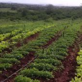 Horta orgânica de Quitéria Araújo