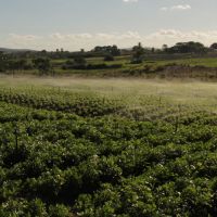 Na Ribeira, consideravel parte da horticultura já utiliza a irirgação localizada