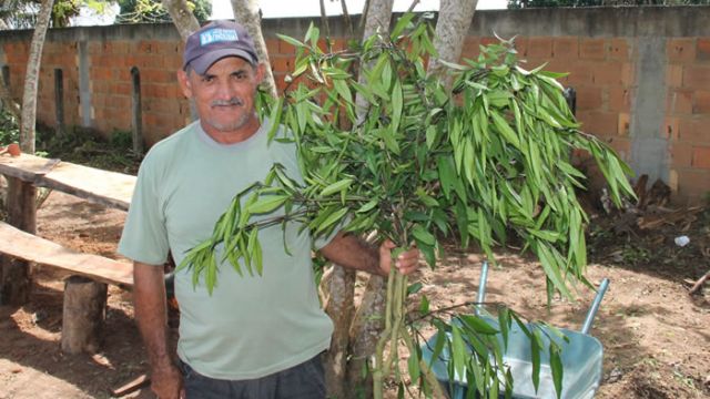 Agricultor Cícero Alves dos Santos e o pé de Abre Caminho