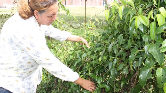 Meirinha e Guaco - ação expectorante e broncodilatadora e está listado no RENAME 2014