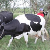 As vacas de leite de Pedro Vidal produzem 190 litros de leite por dia