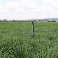 Os piquetes são subdivisões equipadas com sistema de irrigação fixo