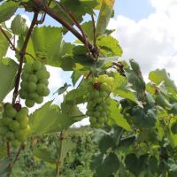 Perímetros no Alto Sertão permitem a produção de alimentos variados - Foto Fernando Augusto (Ascom/Cohidro)