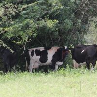 O gado leiteiro, no Balde Cheio, opta pela sobra nos horários de maior insolação. O mais comum é até o pastejo noturno - Foto Fernando Augusto (Ascom-Cohidro)