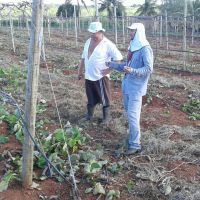 Produtor irrigante José Leidison em seu parreiral, recedendo orientações do técnico Guy Rodrigues - foto Andrea Santtos(Califórnia-Cohidro)