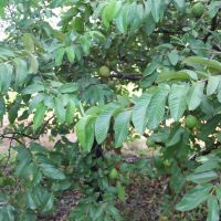 Goiaba hoje é o segundo produto mais colhido no Perímetro Califórnia ( Foto Ascom/Cohidro)
