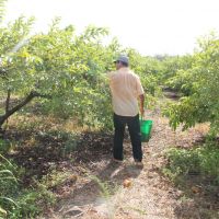 Boa parte dos agricultores irrigantes em Canindé cultivam a goiaba ( Foto Ascom/Cohidro)