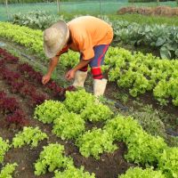 Horticultura orgânica e destaque de produção do perímetro de Lagarto