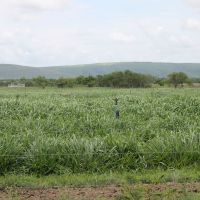 Piquetes recebem irrigação para recuperar o capim