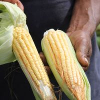 Milho verde ocupa uma parcela de terra de praticamente todos os lotes irrigados pela Cohidro em Lagarto e Canindé / Foto: Fernando Augusto/Cohidro