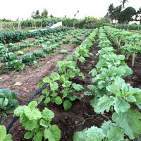 Foto: André Moreira (ASN)