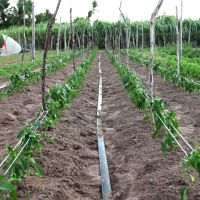 Foto: André Moreira (ASN)