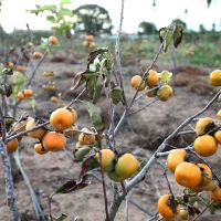 Foto: André Moreira (ASN)