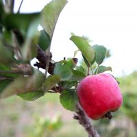Foto: André Moreira (ASN)