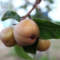 Foto: André Moreira (ASN)