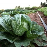 Foto: André Moreira (ASN)