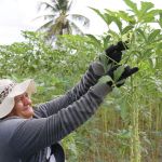 A agricultora Ana Maria participou do projeto fornecendo quiabo, alface, coentro e couve - Foto Fernando Augusto (Ascom Cohidro)