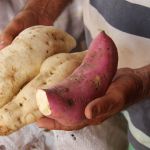 Escolha da variedade de produtos é feita a partir de um cardápio que atenda as necessidades nutricionais diárias do indivíduo - Foto Fernando Augusto (Ascom Cohidro)