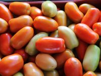 Caixa do tomate foi vendia por até R$ 100, em janeiro - foto Fernando Augusto (Ascom Cohidro)