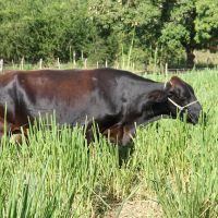 Gado de leite tem pasto à vontade dentro do piquete, para o contro dia encontrar outro, 'novo em folha' - foto Fernando Augusto (Ascom-Cohidro)