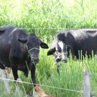 Grande oferta de capim irrigado aumenta produção de leite pelo 'Balde Cheio' - foto Fernando Augusto (Ascom Cohidro)