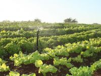 Hortaliças produzidas em perímetro de Itabaiana vão abastecer feiras da Bahia - Foto Bruno Noz (Ascom Cohidro)