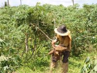 Lagarto já foi o 7º produtor nacional de mandioca - Foto Fernando Augusto (Ascom Cohidro)