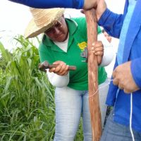 Participam das práticas de campo, os técnicos e estagiários em Agropecuária, além dos produtores - foto Andrea Santtos (Cohidro Califórnia)