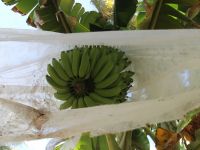 Prata anã teve boa aceitação no mercado e requer tratos culturais que protejam frutos de insetos e adubação contínua, via fertirrigação - Foto Fernando Augusto (Ascom Cohidro)