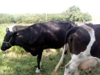 Produção de leite, pelo Balde Cheio, que era em Tobias Barreto, agora está sendo replicada no perímetro da Cohidro em Canindé - Foto Fernando Augusto (Ascom Cohidro)