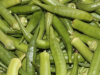 Quiabo sergipano domina mercado soteropolitano, em época do tradicional caruru de Cosme e Damião - Foto Ascom Cohidro