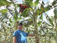 Rosendo, em seus dois mil pés de banana prata anã. Quer agora aumentar em 30% seu bananal - Foto Fernando Augusto (Ascom/Cohidro)