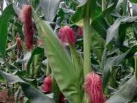 Todos perímetros irrigados da Cohidro produzem milho para bastecer mercado interno e atender estados vizinhos, d Bahia e de Alagoas - Foto Fernando Augusto (Ascom Cohidro)