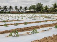 Tomate plantado no perímetro Piauí, usando tecnologias de mulching e fertirrigação - foto Fernando Augusto (Ascom Cohidro)