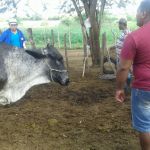 Foto: Arquivo pessoal - Roberto Ramos (Califórnia/Cohidro)
