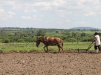 Homem convivendo com a natureza: áreas de cultivos paralelo às APPs.
Foto: Ascom/Cohidro