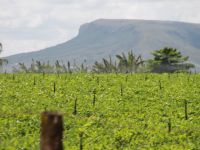 Itabaiana tem dois perímetros irrigados da Cohidro e atende 592 lotes, de onde mais de 5.500 pessoas tiram seu sustento - Foto Ascom Cohidro